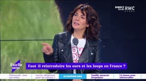 Faut-il réintroduire les ours et les loups en France ? "Il n'ont pas été réintroduits artificiellement, c'est leur disparition qui était artificielle !" s'indigne Thierry Moreau.
