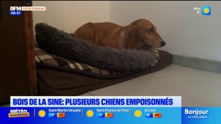 Vence et Saint-Paul-de-Vence : des chiens empoisonnés dans les bois de la Sine