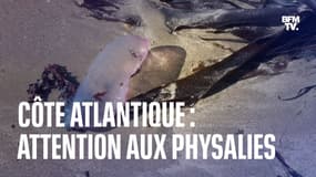Côte Atlantique:  les autorités mettent en garde contre les physalies échouées 