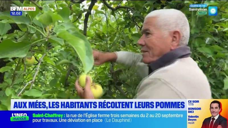 Aux Mées, les habitants cueillent eux-mêmes les pommes de ce verger