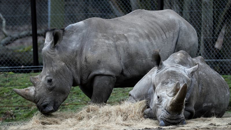 "Bruno" et "Gracie", deux rhinocéros blancs du zoo de Thoiry (Yvelines)
