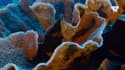 Au large de l'île de Tahiti, un récif de coraux géants en forme de roses et en bonne santé découvert par des scientifiques