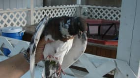 Les pigeons semblent ne plus avoir la force de voler (photo d'illustration)