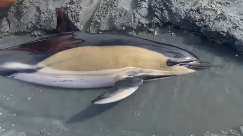 Le dauphin a été secouru par des amis venus pêcher des palourdes.