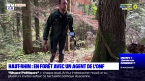 Haut-Rhin: immersion avec une agent de l'Office national des forêts