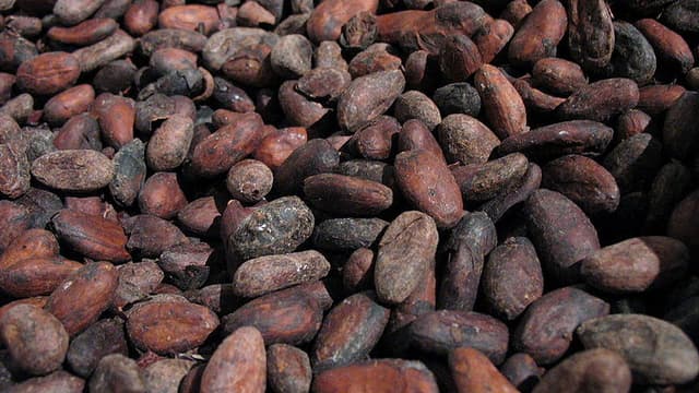 Le cacao, qui permet de produire le chocolat, pourrait disparaitre d'ici trente ans