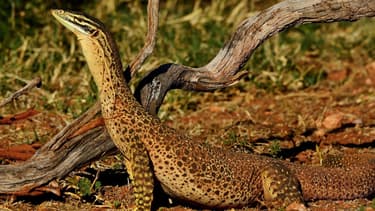 Un varan en pleine nature (Photo d'illustration).