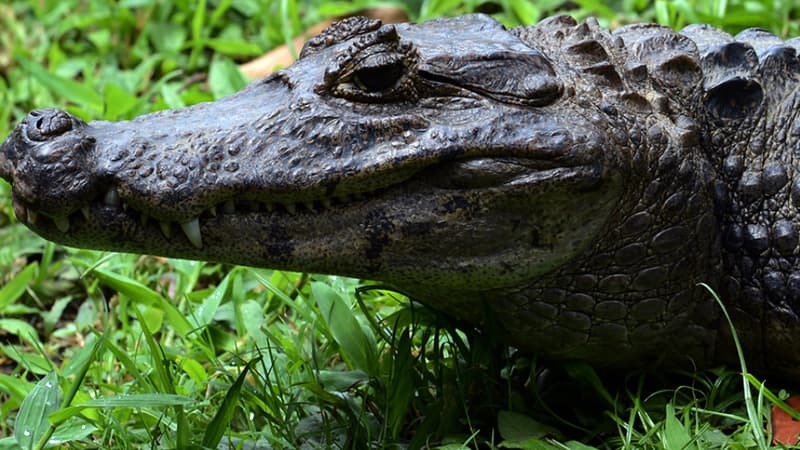 Elle détenait également 41 tortues dans son véhicule