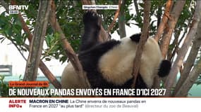 La Chine enverra de nouveaux pandas en France "au plus tard" en 2027