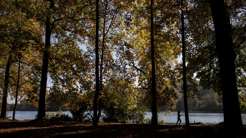 Une personne passe devant des arbres dans le parc de la Tête d'Or.