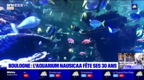 Boulogne: l'aquarium Nausicaa rouvre et fête ses 30 ans