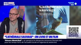 "Cathédrale sauvage: un livre et un film sur les oiseaux de l'édifice religieux strasbourgeois 