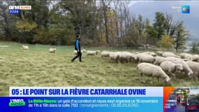 Hautes-Alpes: le point sur la fièvre catarrhale ovine