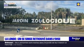 La Londe-les-Maures: un cinquième singe-écureuil volé retrouvé dans l'Oise