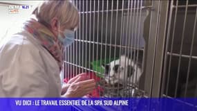 GENS D!CI : Le travail essentiel de la SPA Sud Alpine