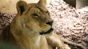 Quatre lionnes et une tigresse ont été recueillies à Saint-Martin-la-Plaine par l'association Tonga.