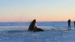 Les deux adultes et neuf jeunes mammifères marins, appelés "baleines tueuses" en Amérique du Nord, "sont libres grâce à Mère nature".