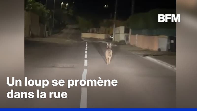Un loup filmé en pleine ville au milieu de la nuit près de Lyon