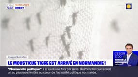 Le moustique tigre est arrivé en Normandie, une première