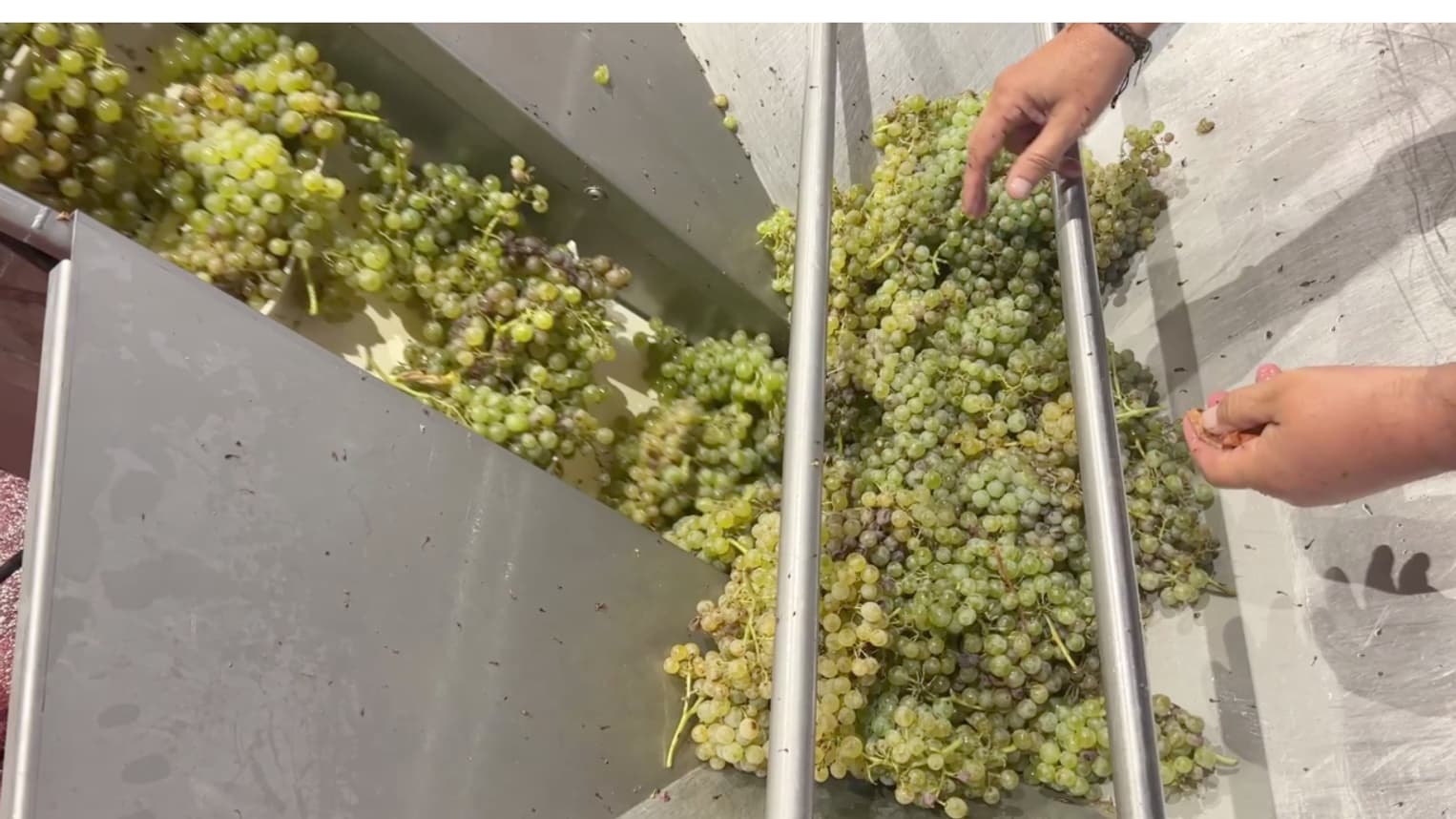 Les vendanges ont commencé à Châteauneuf-Val-Saint-Donat (Alpes-de-Haute-Provence), le 4 septembre 2024.
