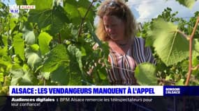 Alsace: les vendangeurs manquent à l'appel dans les petites exploitations
