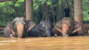 Les éléphants du centre Elephant Nature Park pris au piège par les inondations causées par le typhon Yagi en Thaïlande, le 3 octobre 2024. 