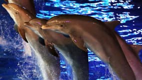 L'association C'est Assez! affirme détenir des vidéos qui témoignent de la maltraitance dont sont victimes sept des onze dauphins que compte le parc. Photo d'illustration