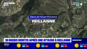 Alpes-de-Haute-Provence: au moins 30 brebis mortes après une attaque de loup à Reillanne