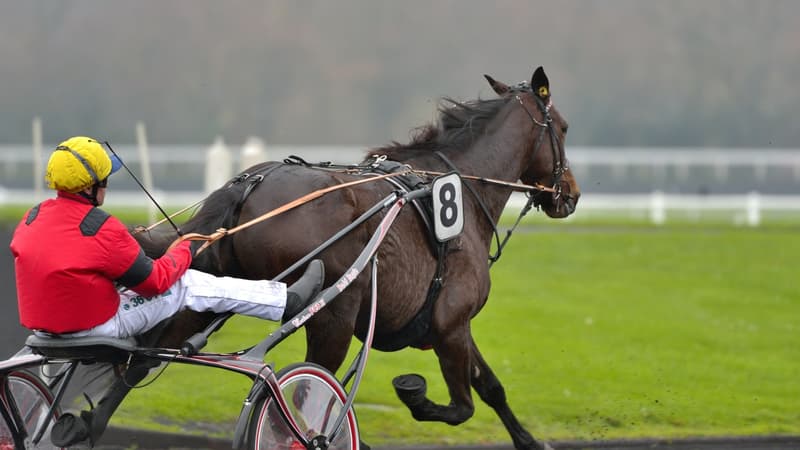 Bold Eagle aborde le légendaire Prix d'Amérique