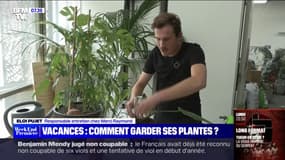 Comment maintenir ses plantes en vie, si vous partez en vacances? 