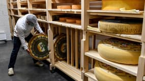 Meules de fromage prêtes à être vendues au MIN de Toulouse, en novembre 2020