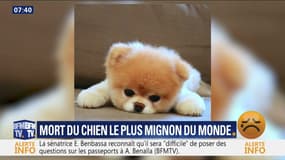 Le chien le plus mignon au monde est mort