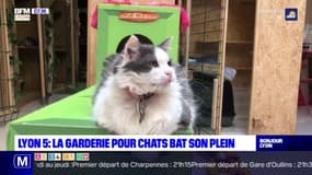 Lyon: une garderie pour accueillir votre chat pendant vos vacances