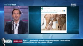 Un girafon est né au zoo de Beauval