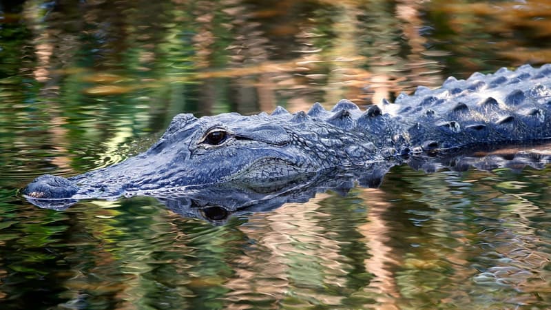 Un alligator à Delray Beach en Floride le 21 avril 2016. (Photo d'illustration)