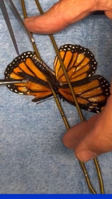 Un papillon sauvé grâce à une aile greffée