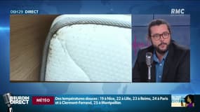 Les punaises de lit ont survécu... à l'extinction des dinosaures