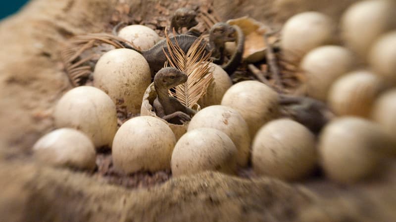 Quelque 60% du temps passé dans les œufs par la dinosaure était dévolu à la formation des dents.