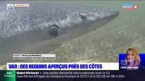 Var: des requins aperçus près des côtes