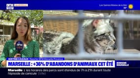 Marseille: les abandons d'animaux en hausse de 36% cet été