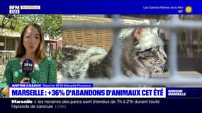 Marseille: les abandons d'animaux en hausse de 36% cet été