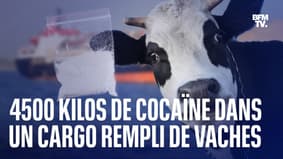 La police espagnole saisie 4,5 tonnes de cocaïne dans un cargo transportant des vaches 