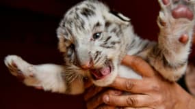 Kenzo, un tigre blanc mâle, né le 27 mars 2019, au parc de la Sainte-Victoire à Trets, près de Marseille. (Photo d'illustration)