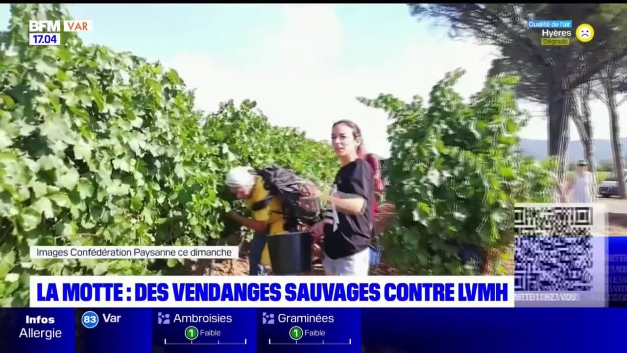 Des vendanges sauvages chez LVMH pour faire respecter la loi - La Revue du  vin de France