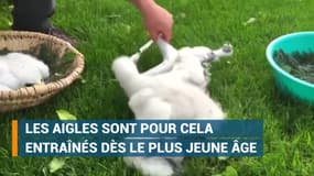 Des aigles entraînés par l'armée de l'air pour chasser les drones