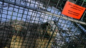 Un panneau indique aux visiteurs de ne pas nourrir ou toucher les moutons d'une ferme pour enfants en raison de la détection de la fièvre aphteuse en Allemagne, le 13 janvier 2025 à Berlin.