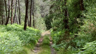 Une nouvelle forêt pourrait voir le jour dans le Val-d'Oise.