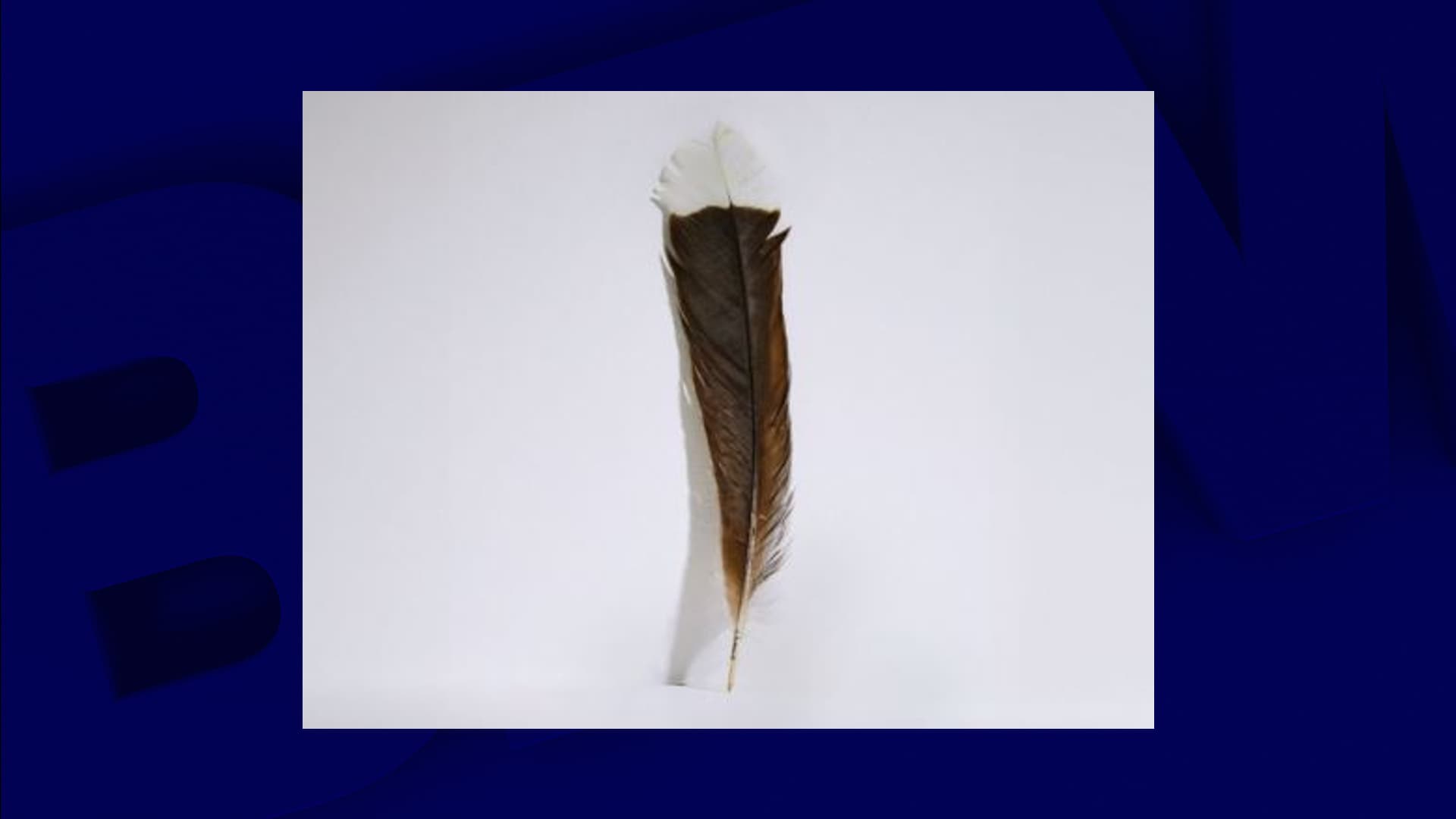 The most expensive feather in the world sold at auction in New Zealand