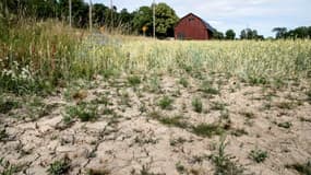 Un champ de blé frappé par la sécheresse à Taby, dans le centre de la Suède, le 9 juillet 2018
