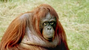  Un orang-outan (photo d'illustration)